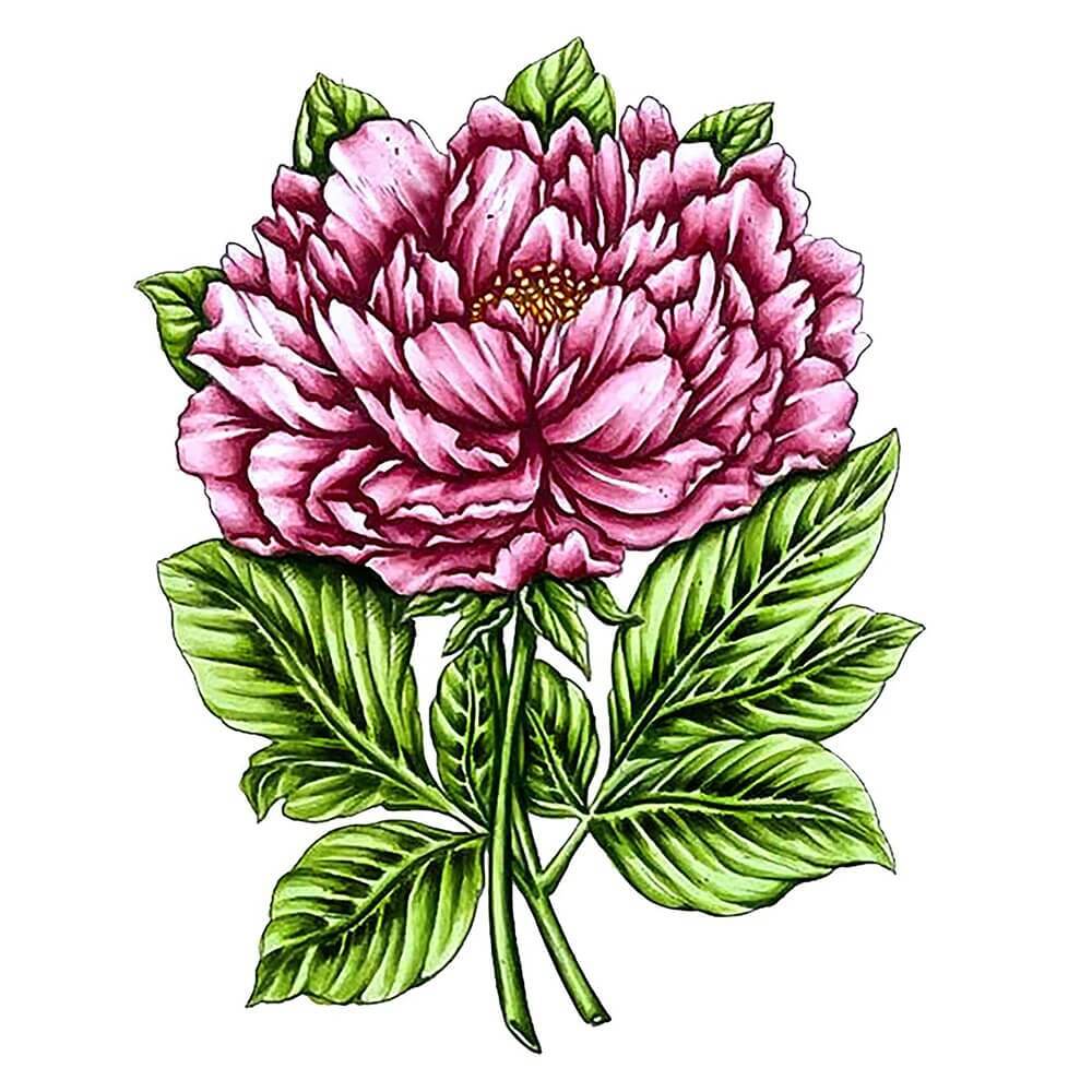 Couture Creations  Stamp and Colour Set - Vintage Blooms - Peony (5pc)